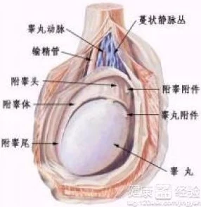 睾丸进入子宫的里面长肉粒正常吗？专家解读生殖健康与异常症状的关系，提供科学建议和应对措施